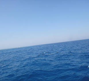 Delphinschwimmen mit Delfine & Meer Hurghada