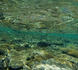 Schnorcheln Sharm el Sheikh