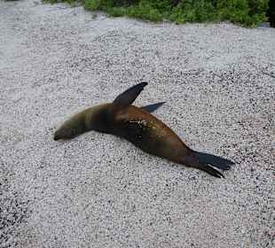 Viele Seelöwen teilweise mit Jungtieren