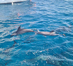 Delfin Tour Hurghada