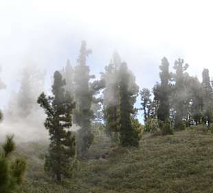 Kurz vor der Baumgrenze