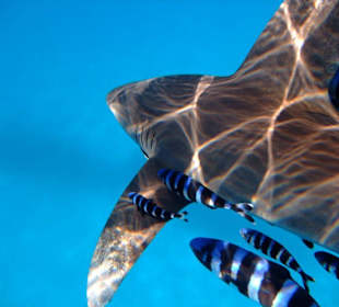 Weißspitzen-Hochseehai