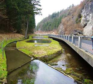 Becken der Forellen