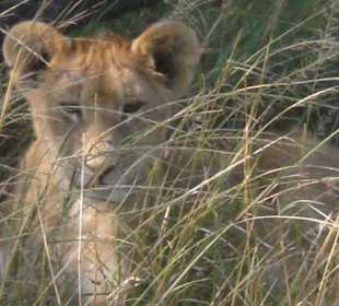 Neugieriges Löwenbaby