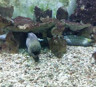 Stadtrundfahrt Aquarium