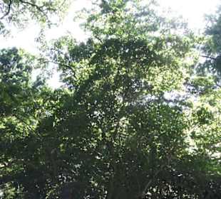 Botanischer Garten