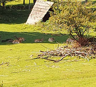 Wildpark Osterzgebirge