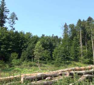 Waldlehrpfad St. Johann