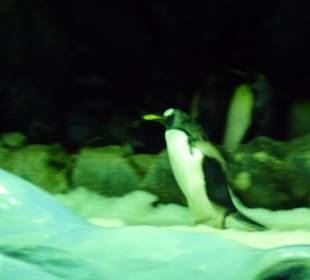 Planet Penguin