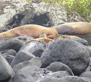 Seelöwen dösen auf den Felsen