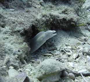 Ein Tauchkurs musste einfach sein!