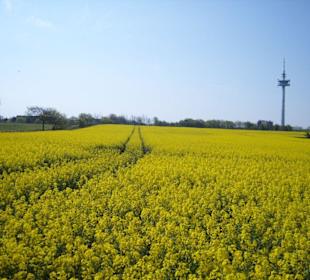 Zwei Spuren im Raps-Feld!