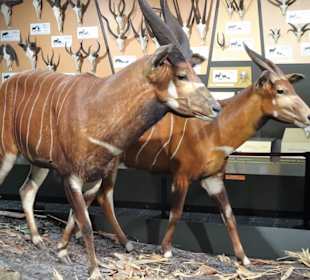 Rundgang durch das Zoologische Museum