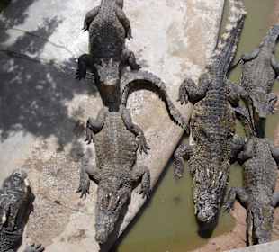 Крокодилы в ожидании пищи