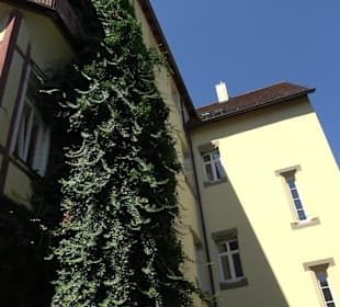 Palm'sches Schloss