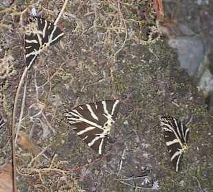 Schmetterlingstal Rhodos