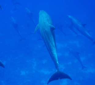 Cleopatra Service/Travel, Hurghada - El Gouna