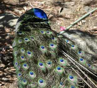Pfau