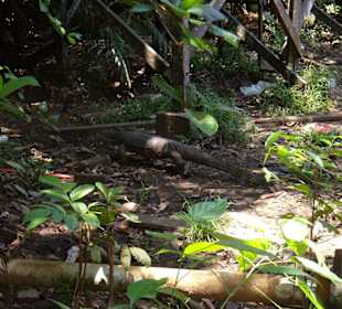 Veran der Extraklasse