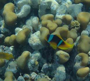 Rotmeeranemonenfisch