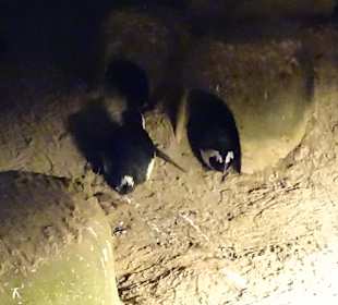 Christmas Garden Stuttgart