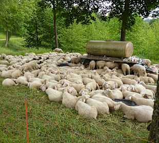 Herde im Liliental (Tipp)