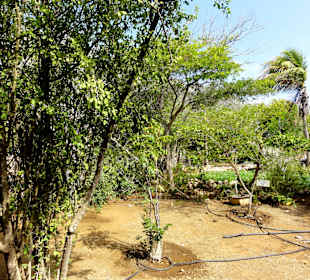 Impressionen vom Rundgang durch den Kräutergarten