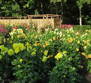 Impressionen aus dem Dahliengarten Hamburg