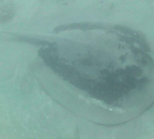 Schnorcheln Makadi Bay