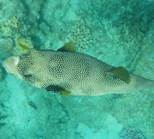 Schnorcheln Sharm el Sheikh