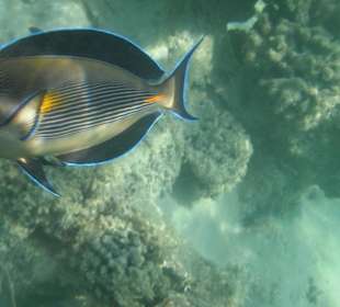 Doktorfisch am Riff