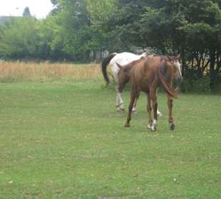 Park przy Pałacu w Nieborowie