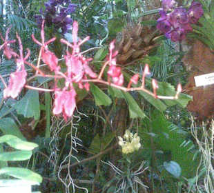 Orchideenausstellung