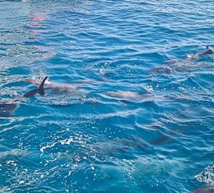 Delfin Tour Hurghada