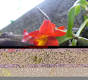 In Pregetter's Orchideengarten