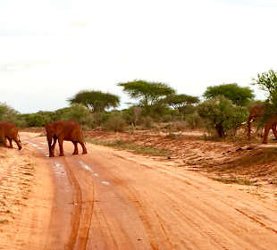 Słonie na safari w Tsavo East