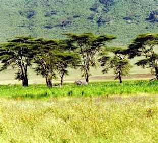 Ngorongoro Krater
