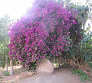 Herrliches Blütenmeer in Costa Calma