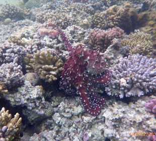 Schnorcheln Makadi Bay