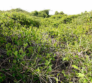 Spaziergang durch den Hòfi Pastor Park