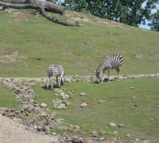 Gehege mit Zebras und Antilopen
