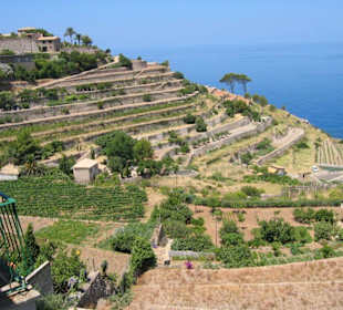 Terrassen von Banyalbufar