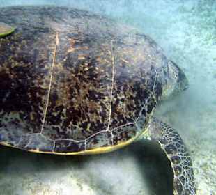 Meereschildkröte auf Sandboden