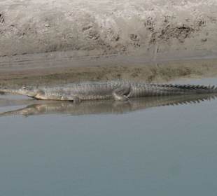 Langschnabelkrokodil