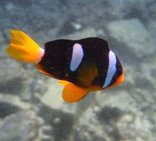 Unterwasserwelt Musandam