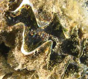 Schnorcheln am Strand