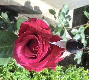 Ostdeutscher Rosengarten