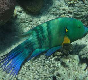 Schnorcheln Hurghada