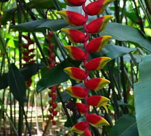 Botanischer Garten Singapur