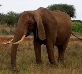 Julius Tact / JT Safaris